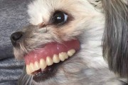 娱乐吃瓜酱狗戴上假牙,狗戴假牙背后的秘密大揭秘
